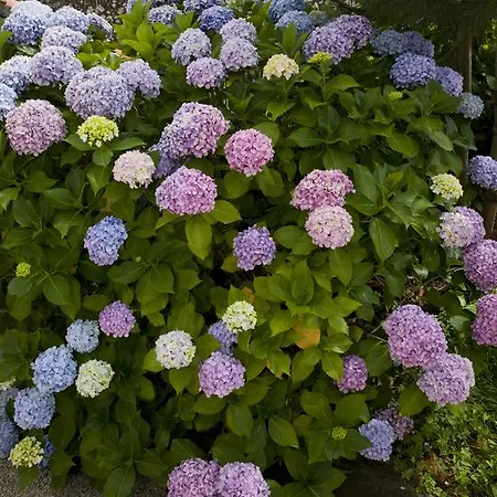 Lantställe Rolisas *